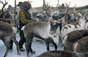 Chukchi nomadic Turvaurgin in reindeer separation, Winter 2005. Photo: Snowchange