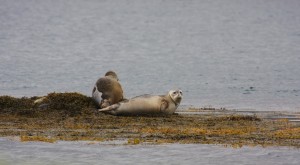 iceland harbour seals