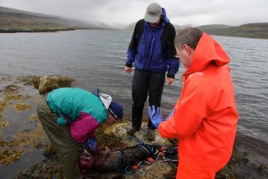 iceland seal hunt