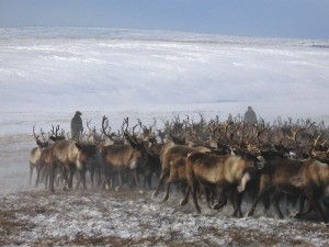 Kolyma herding