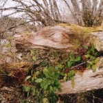 Old totem pole close to Alert Bay, Canada. Snowchange, 2004