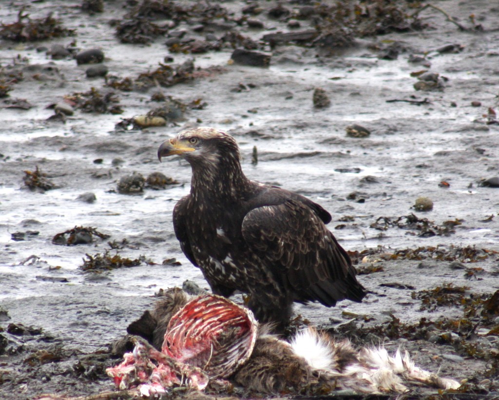 Bald eagle harvesting on a deer in Haida Gwaii, Winter 2008-2009. 