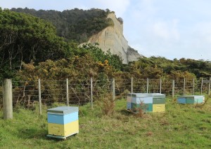 Honey production under way, September 2017