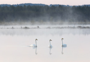 Summer swans on Linnunsuo wetland, North Karelia, Finland. Mika Honkalinna / Snowchange