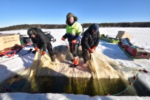 Seining on Puruvesi, March 2019.