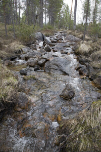 The new Samirs rewilding sites contain streams, lakes and marsh mires. Snowchange, 2020